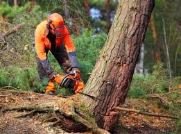 Best Tree Removal Services  in Whittier, CA